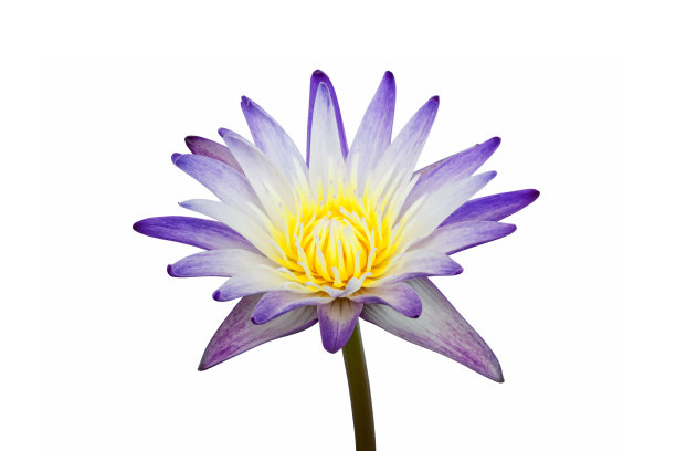 盛开的紫莲花图片下载