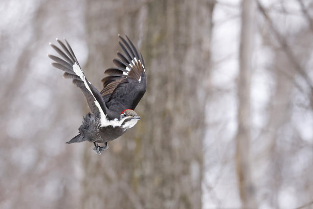 羽状啄木鸟飞进森林图片下载