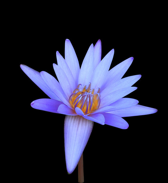 荷花、睡莲或睡莲花。图片下载