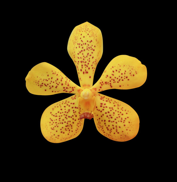 马卡拉黄兰花花图片下载