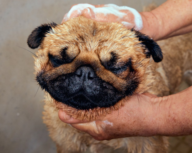 面对在美容师沙龙洗澡的哈巴狗。图片下载