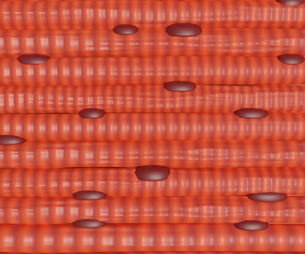 闭合肌肉纤维束3d渲染图片下载