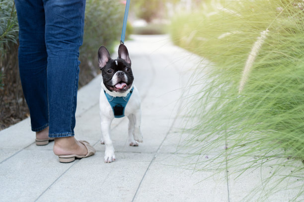 法国斗牛犬系着狗带，与人站在一起，在花园里散步图片下载