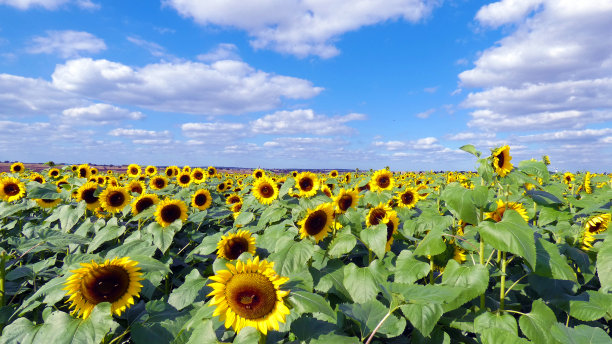 向日葵田春天的风景背景图图片下载