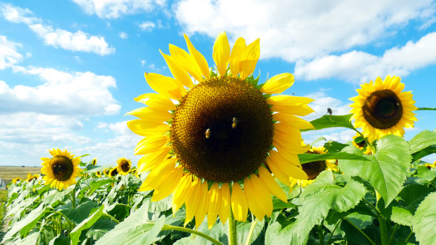 向日葵地接近花的背景图片图片下载