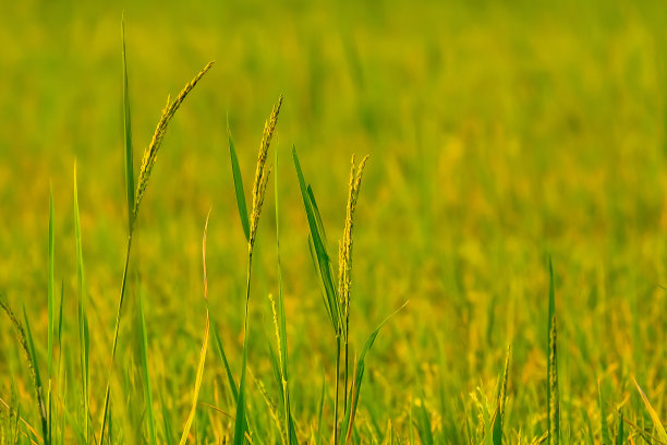 稻田里的稻穗。图片下载