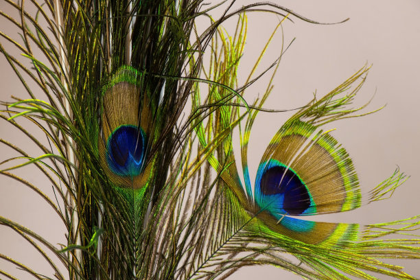 装饰性的孔雀羽毛特写作为装饰图片下载