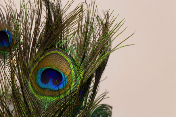 装饰性的孔雀羽毛特写作为装饰图片下载