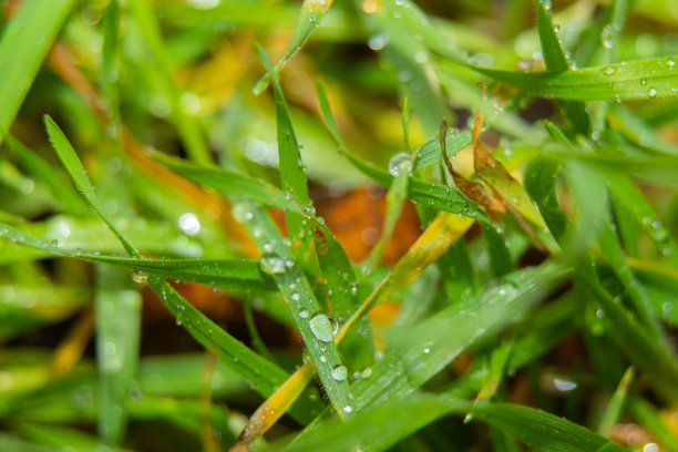 雨后草地上的水珠靠近了图片下载