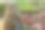 花丛中温室里的梯子。梯子上。花园的楼梯。小生意。春天的花。幼苗。图片下载