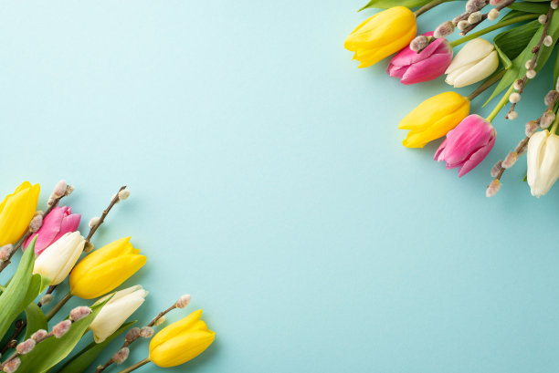 妇女节概念。顶视图照片的花束的猫咪柳树粉黄色和白色郁金香孤立的淡蓝色背景与复制空间图片下载