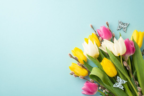 春天的概念。顶视图照片的花束的小猫柳枝彩色郁金香和蝴蝶在孤立的淡蓝色背景与复制空间图片下载
