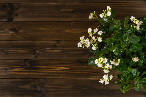 顶视图的卡拉荷花站在黑暗的木桌。图片下载