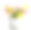 郁金香花在白色金属桶上隔离图片下载