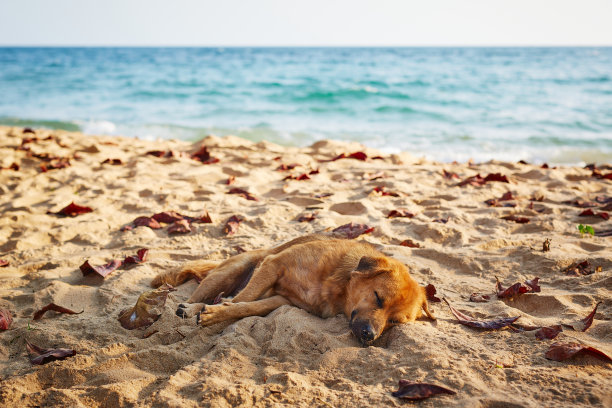 大热天，一只狗在沙滩上打盹。图片下载