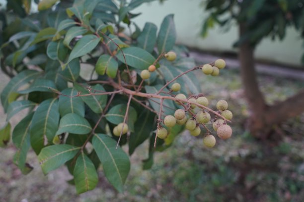 桂圆果园，印度尼西亚的热带水果桂圆，树上的热带水果桂圆图片下载