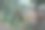 桂圆果园，印度尼西亚的热带水果桂圆，树上的热带水果桂圆图片下载