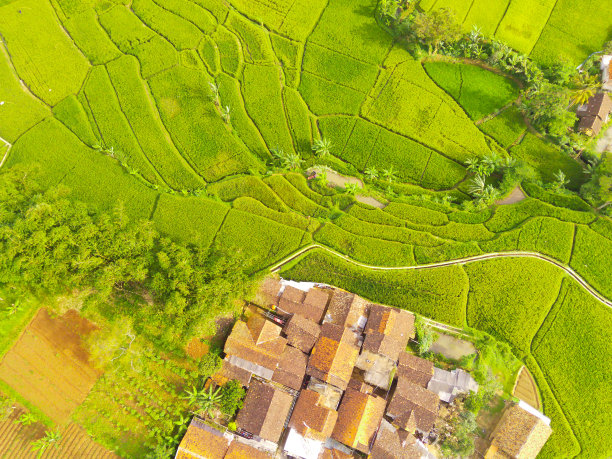 这是一片广阔稻田边缘的居民区的俯视图图片下载
