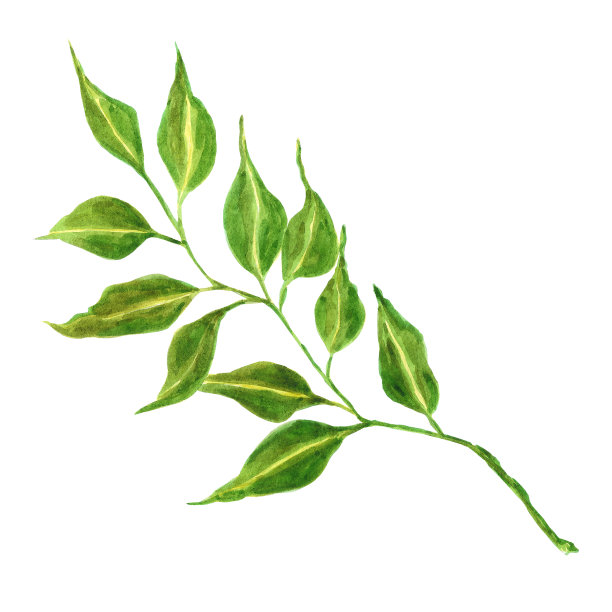 水彩画神奇的草药。孤立在白色背景上。剪贴簿，明信片，横幅，标签。图片下载