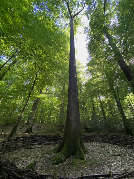 高橡树图片下载
