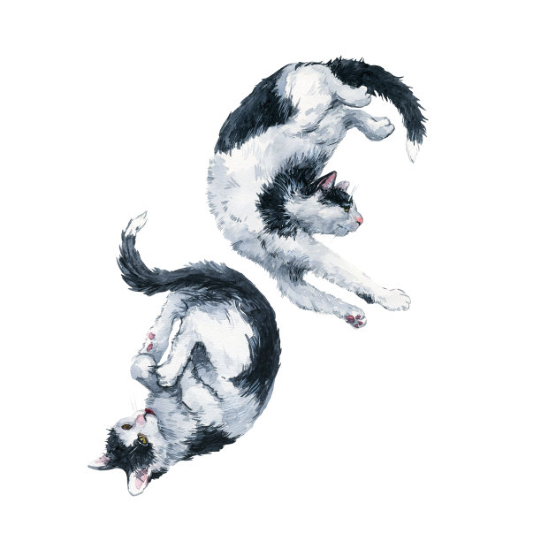 双色黑白猫和声二重唱组成。白色背景上的水彩画图片下载
