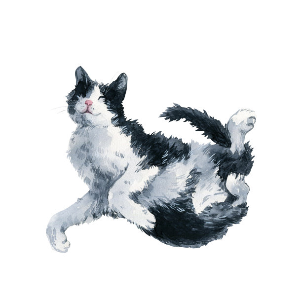 黑白双色猫睡姿可爱。白色背景上的水彩画图片下载