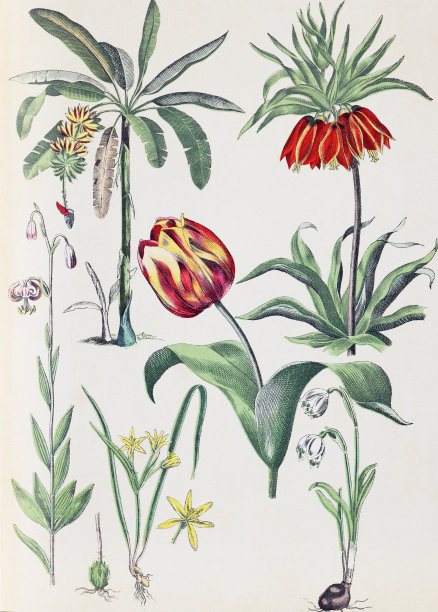 植物花卉图案。有机植物收藏。复古风格的植物。手绘复古植物插图。植物手绘插图。欧洲的植物。自然的壁纸。野生植物收藏。贝母，甘兰属)雪花莲，郁金香。图片下载