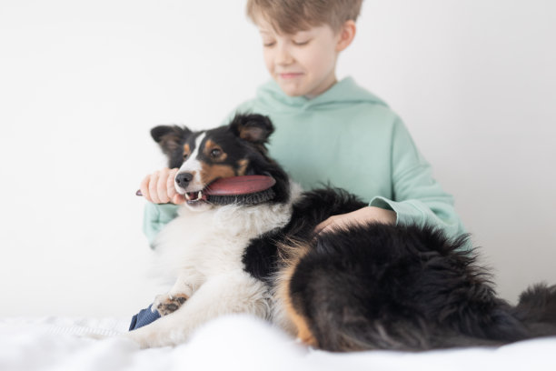 小梳毛犬图片下载