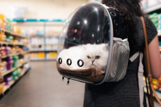 商店里的女士带着小猫——猫在宠物背包里——特写图片下载