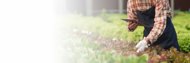 企业家或农民在苗圃检查水培无土蔬菜。经营有机水培蔬菜概念图片下载