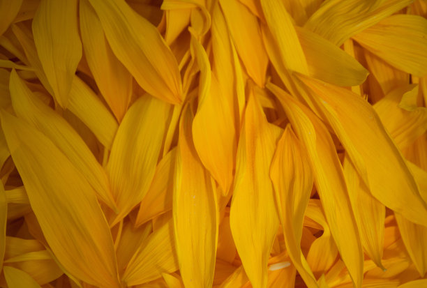 向日葵花瓣，收获原料。夏天的设计。花有益于健康。图片下载