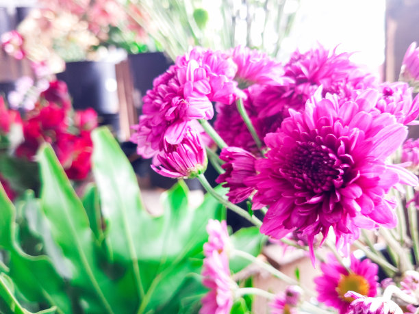 花店里陈列着几根刚剪下来的花茎图片下载