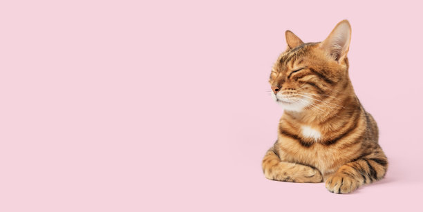 彩色背景上可爱的孟加拉猫闭着眼睛。图片下载