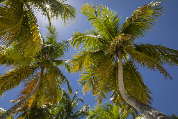 加勒比热带棕榈树在索纳岛，蓬塔卡纳，多米尼加共和国图片下载