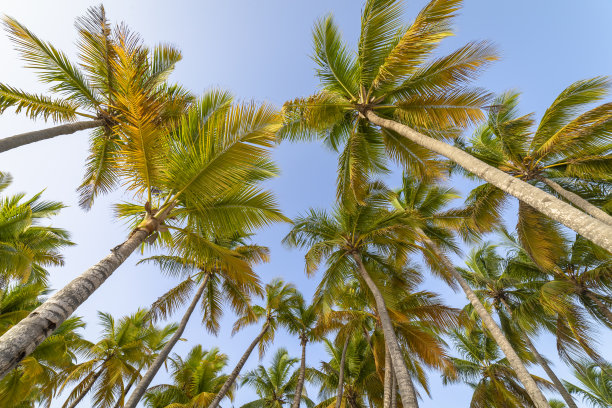 加勒比热带棕榈树在索纳岛，蓬塔卡纳，多米尼加共和国图片下载