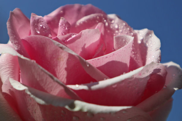 潮湿的粉红色玫瑰在蓝天下的特写，花瓣上的露珠被自然阳光照亮。图片下载