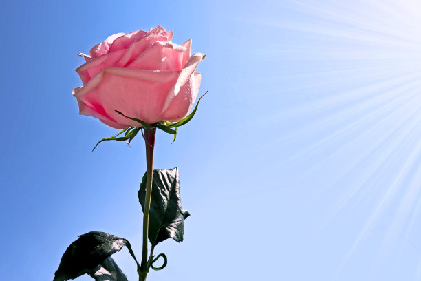 潮湿的粉红色玫瑰在蓝天下的特写，花瓣上的露珠被自然阳光照亮。图片下载