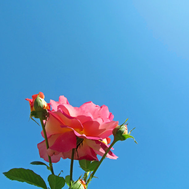 玫瑰特写在明亮的蓝色天空被自然阳光照亮。图片下载