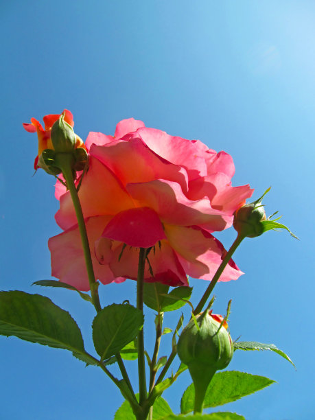 玫瑰特写在明亮的蓝色天空被自然阳光照亮。图片下载
