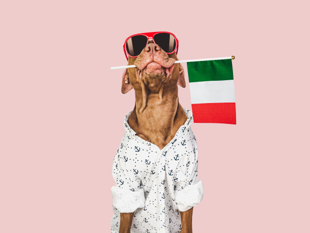 可爱的棕色小狗，太阳镜和意大利国旗图片下载
