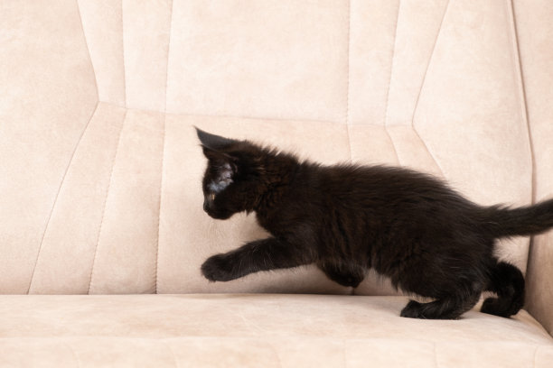 黑色缅因猫在米色沙发上奔跑图片下载