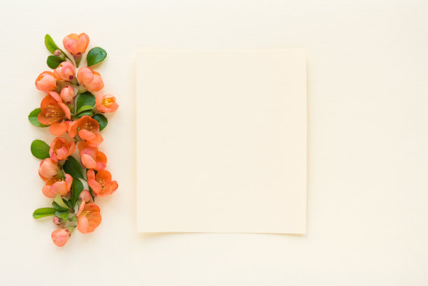 母亲节快乐，妇女节或生日背景色彩柔和。花卉平铺极简主义贺卡。模型。美丽的自然花朵，朴素的背景。图片下载