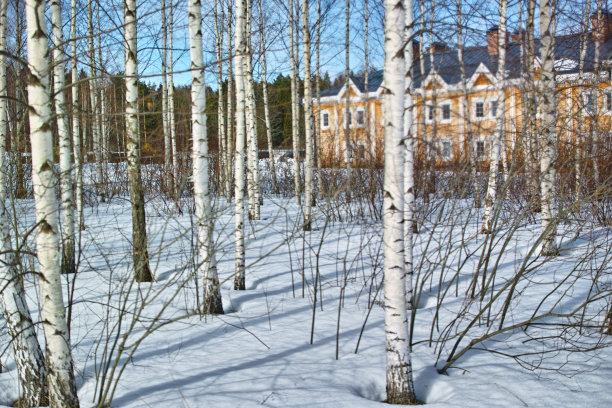 桦树和房子图片下载