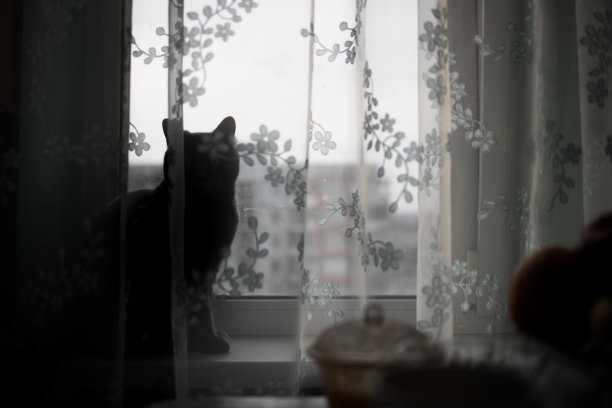 窗帘后面的窗台上有一只猫的剪影图片下载