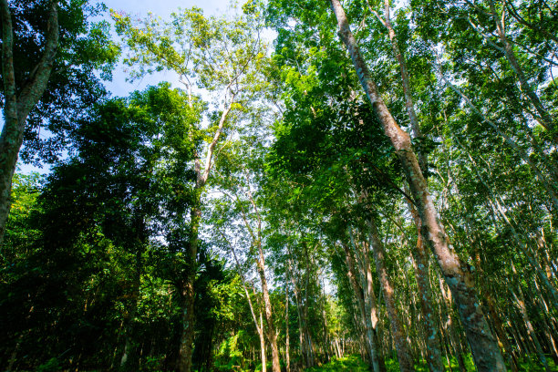 橡胶绿树森林晴天图片下载