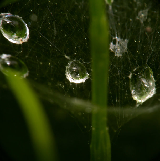 露珠落在蛛网上，宏。乌克兰哈尔科夫图片下载
