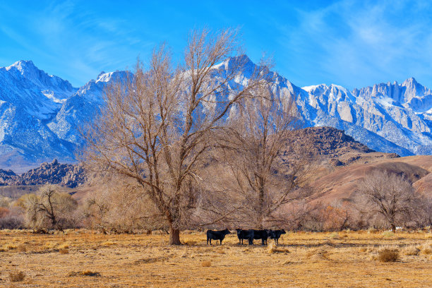 惠特尼山脚下的冬季山谷图片下载