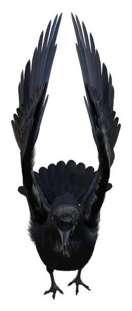三维渲染黑乌鸦在白色图片下载