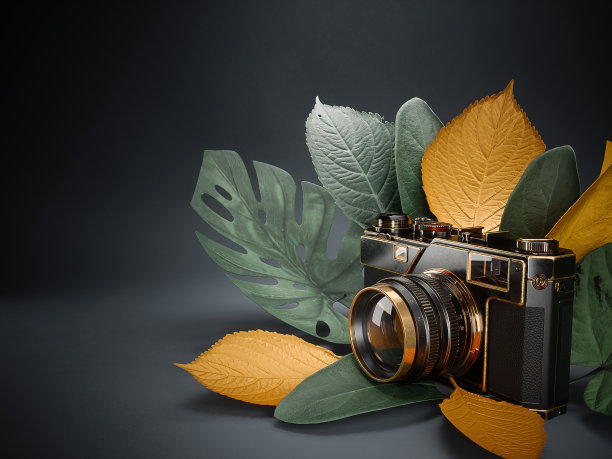 用树叶拍照的相机。摄影师作品集网站的创意概念。图片下载