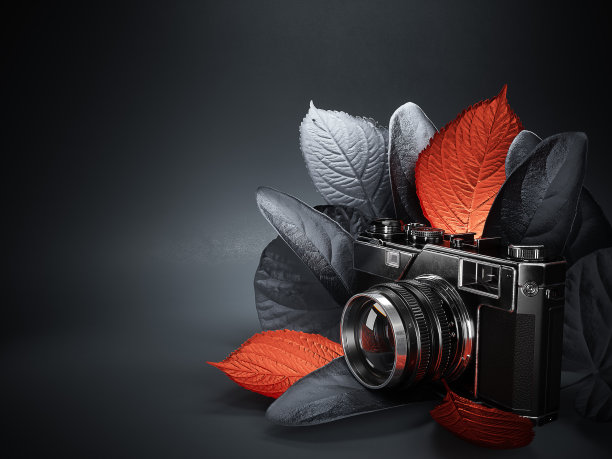 用树叶拍照的相机。摄影师作品集网站的创意概念。图片下载